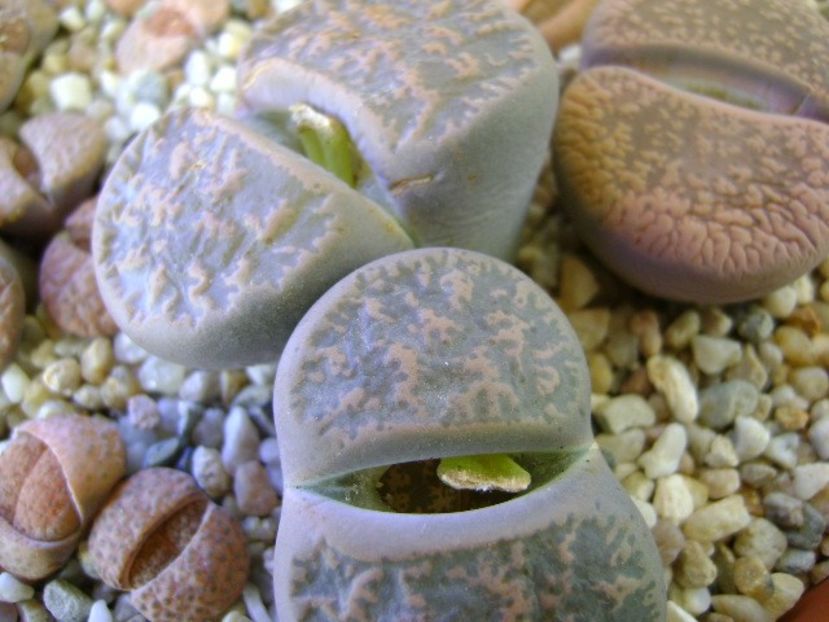 Lithops - Suculente 2018