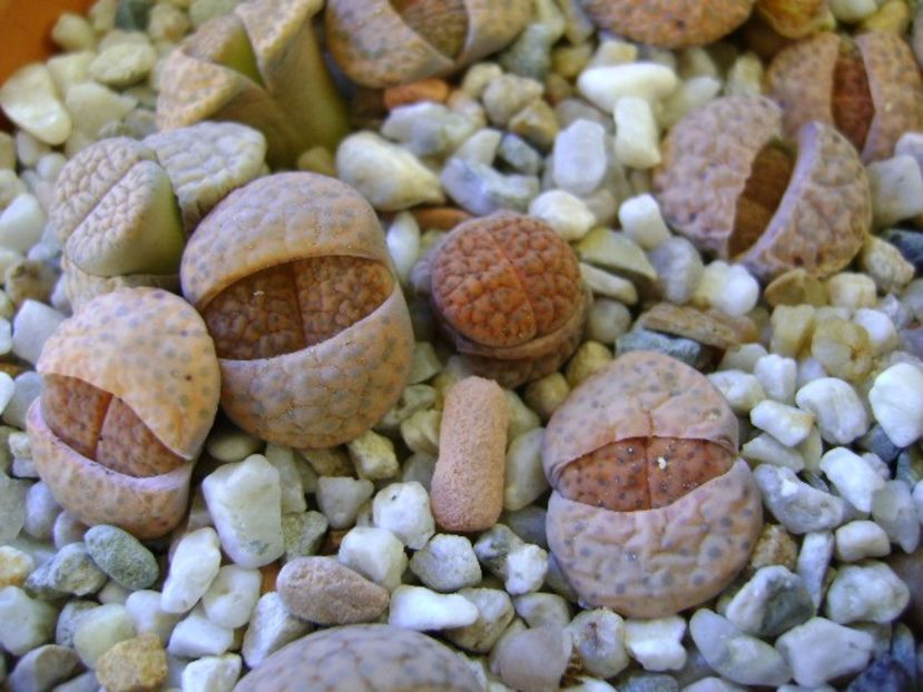 Lithops - Suculente 2018