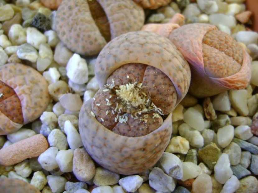 Lithops - Suculente 2018