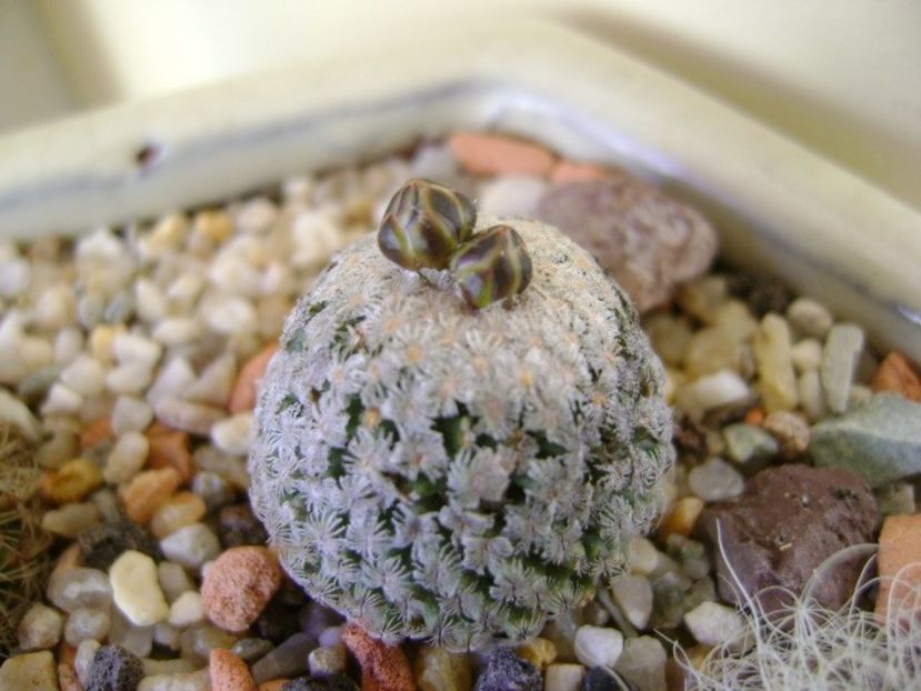 Turbinicarpus valdezianus, MM 96 Tecolotes, Zac. - Cactusi 2018