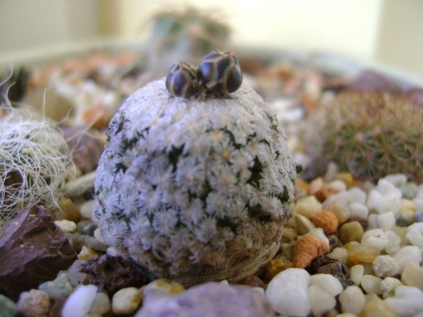 Turbinicarpus valdezianus, MM 96 Tecolotes, Zac. - Cactusi 2018