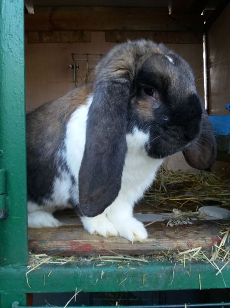  - Mascul 2 Thuringer Mantulat