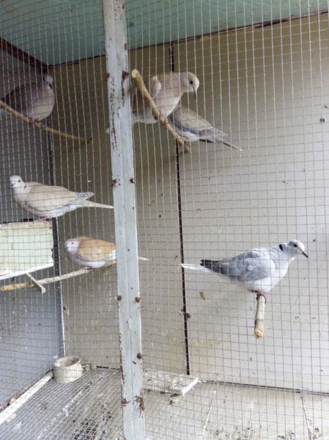  - Turturele rizatoare