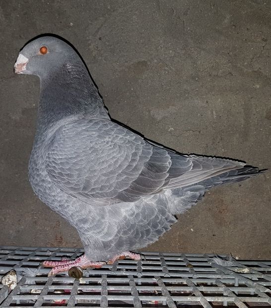 Masc 2017 - Pui 2017