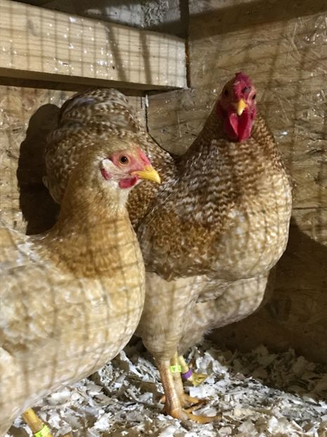 DF8F9D04-78B8-4376-B857-8675901538B2 - 1-2018 Wyandotte galben barat pitic