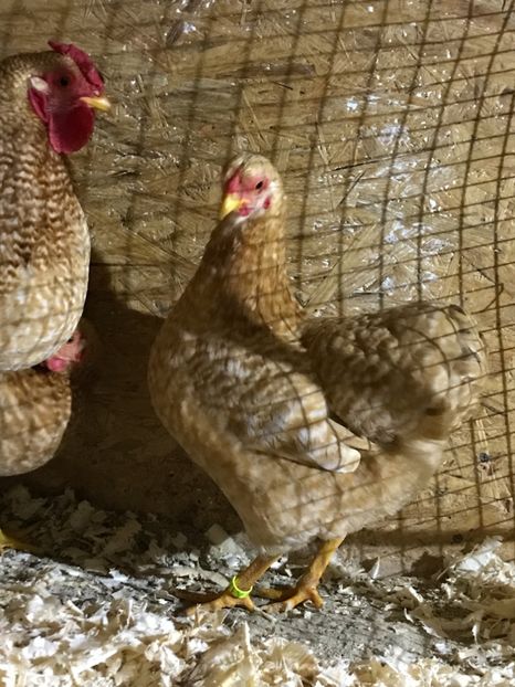 519A7B4F-FC4C-4648-AA28-557839043FC1 - 1-2018 Wyandotte galben barat pitic