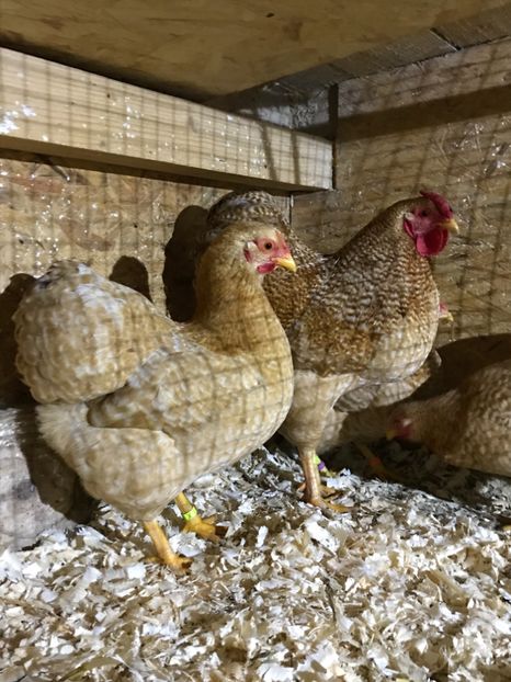 878E5859-CBAA-4969-89E3-68C05F7CAE1E - 1-2018 Wyandotte galben barat pitic