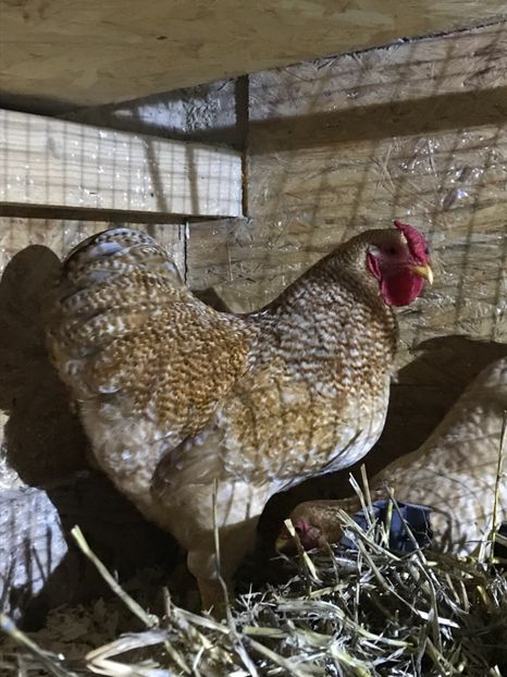 0C3ABC15-C427-4643-9C0D-91E1FDB8BF0B - 1-2018 Wyandotte galben barat pitic