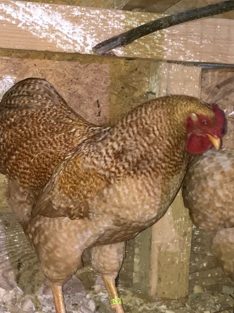 396BB88B-D95A-423D-A88B-9F09FD13D468 - 1-2018 Wyandotte galben barat pitic