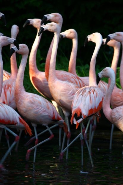 Flamingo - Un fel de rai pe pământ!
