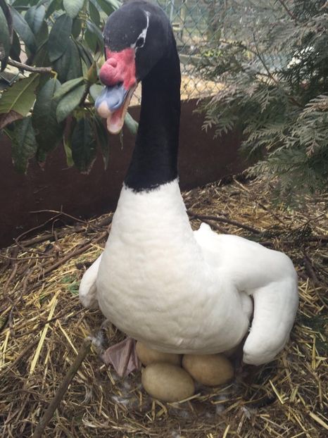 Lebădă cu gâtul negru - Un fel de rai pe pământ!