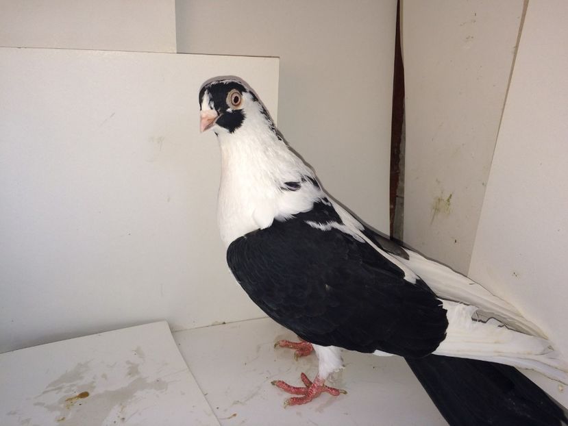 2020  femelă  2017 - Plecați ALBUM 2