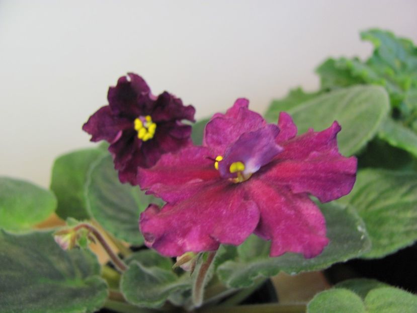  - ZZZRebel-s Flaming Star Chisinau