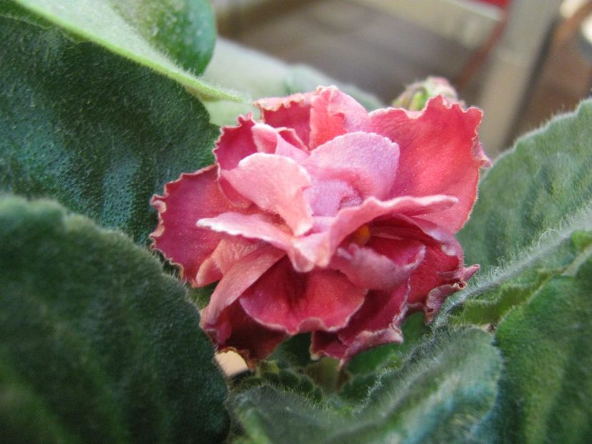  - ZZZLE Neapolitans Zakat