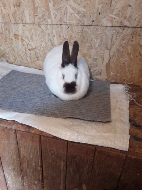  - a Femele californian