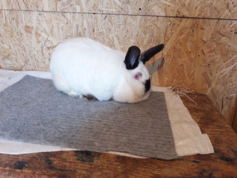  - a Femele californian