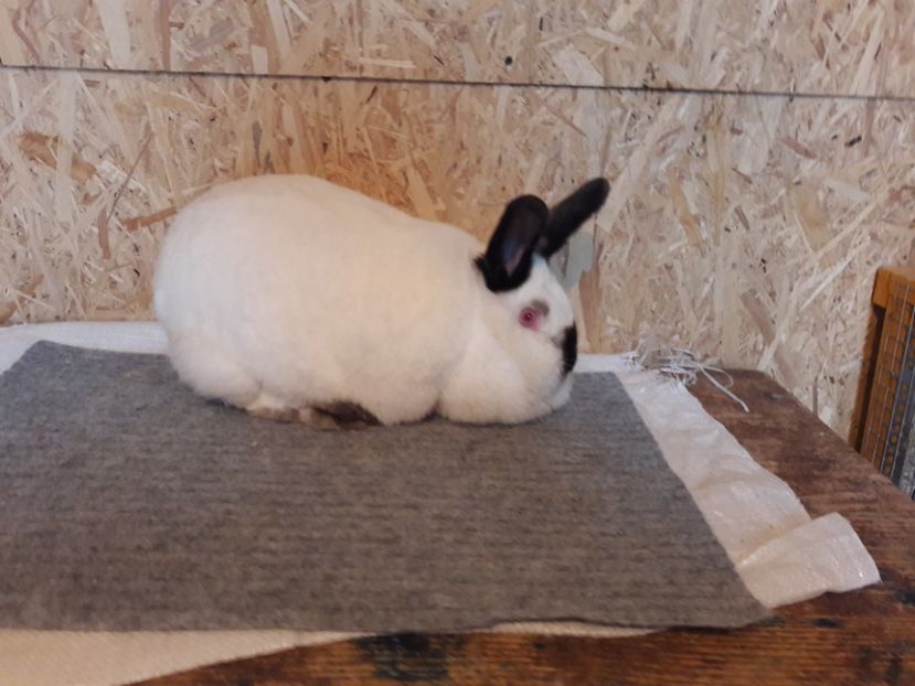  - a Femele californian