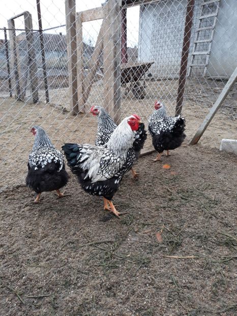  - Wyandotte argintiu 2017