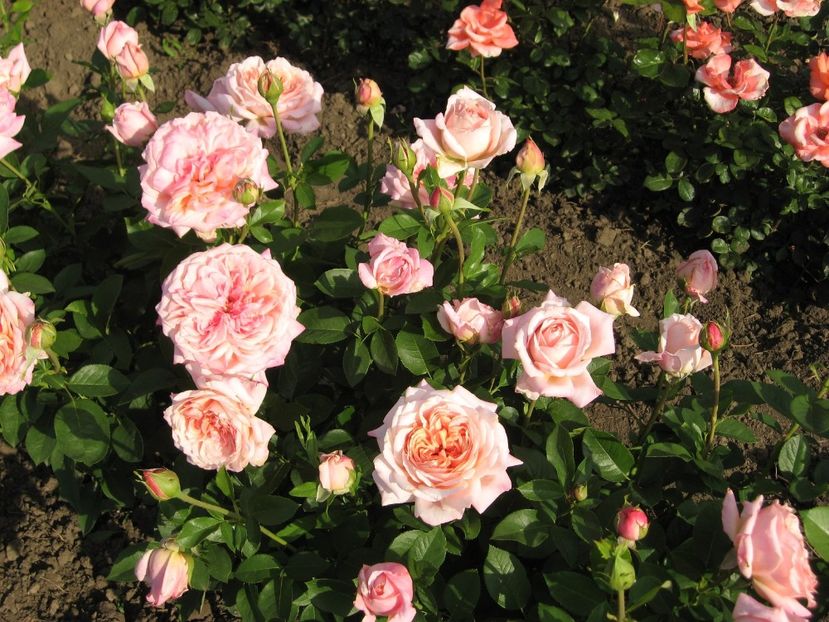 Rosa_Budateteny - 1achizitii trandafiri 2015-2018