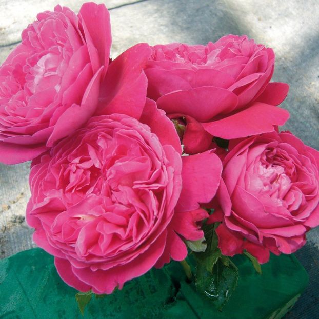 rosier-rose-salma-es-said - 1achizitii trandafiri 2015-2018
