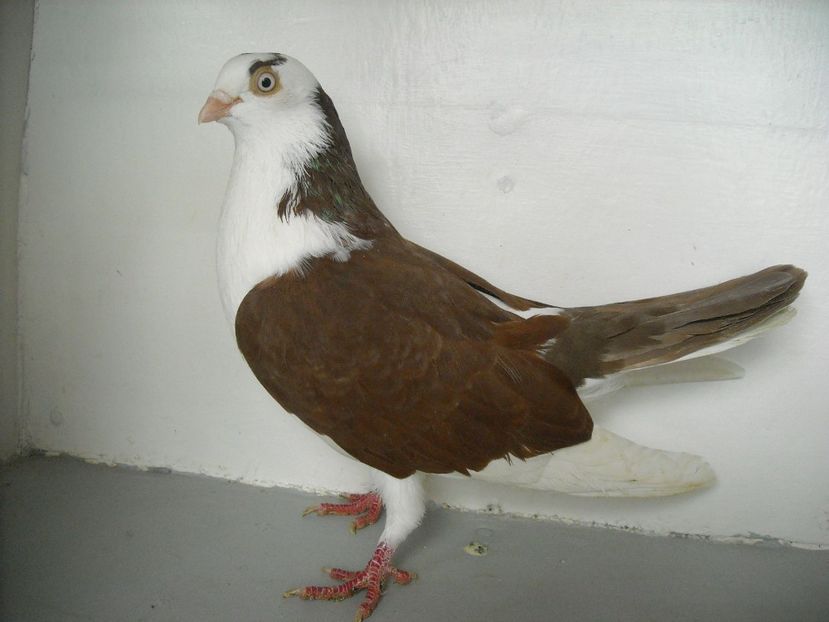 cazator - jucatori de galati pe ros