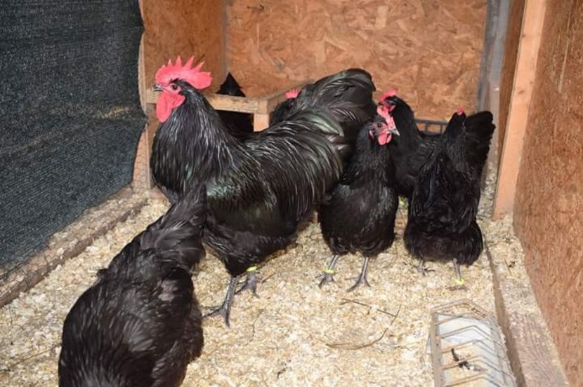 Australorp Negru Matca 2018 - AUSTRALORP