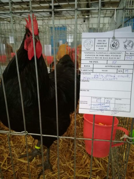 Australorp Negru Baicoi 2017 - 96p - AUSTRALORP