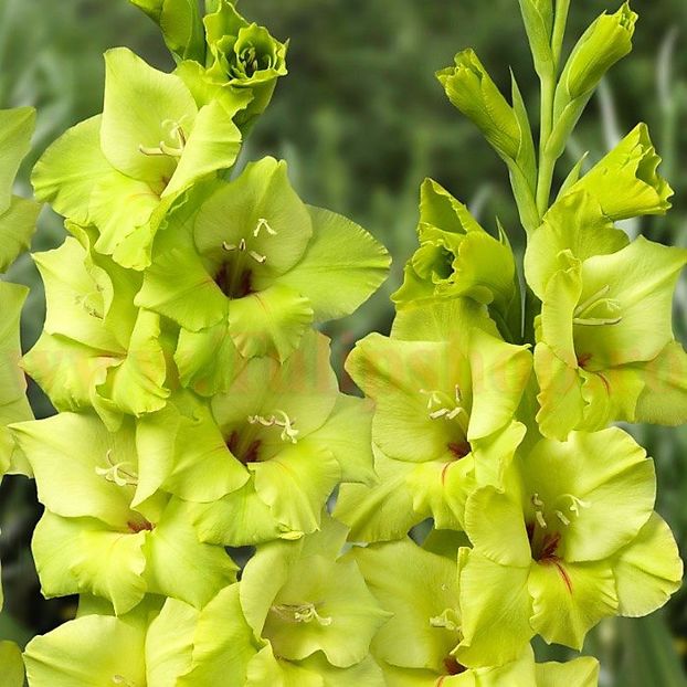 Bulbi Gladiole Prima Verde - Bulbi Flori Primavara 2018