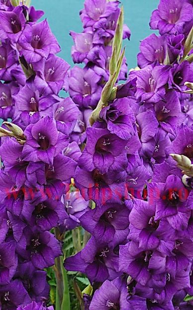 Bulbi Gladiole Purple Flora - Bulbi Flori Primavara 2018