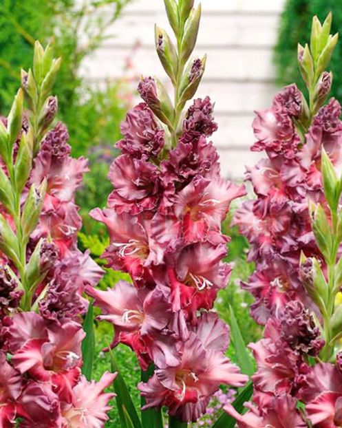 Bulbi Gladiole Rostov - Bulbi Flori Primavara 2018