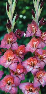 Bulbi Gladiole Vesuvio - Bulbi Flori Primavara 2018