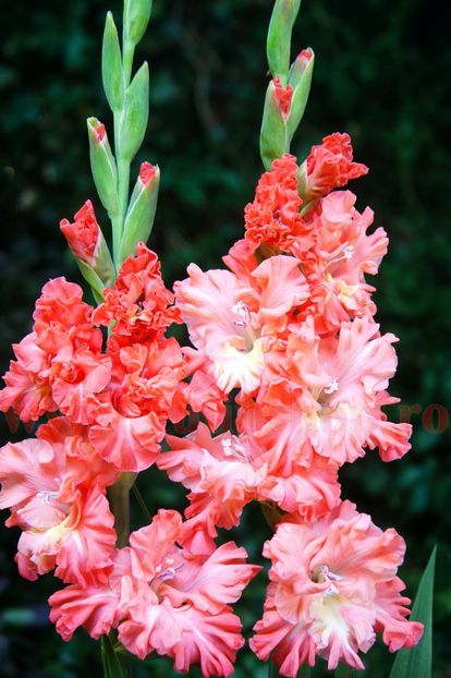 Bulbi Gladiole You Two Frizzle - Bulbi Flori Primavara 2018