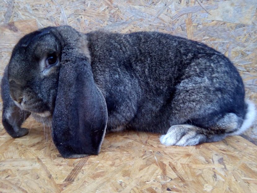  - A FEMELA BERBEC GERMAN NR1