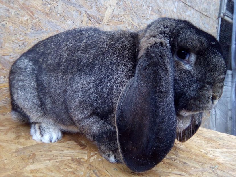  - A FEMELA BERBEC GERMAN NR1