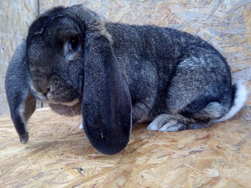  - A FEMELA BERBEC GERMAN NR1