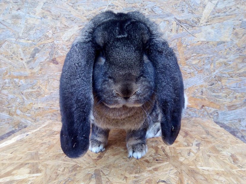  - A FEMELA BERBEC GERMAN NR1