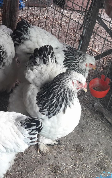  - C andidate pentru reproductie in 2018