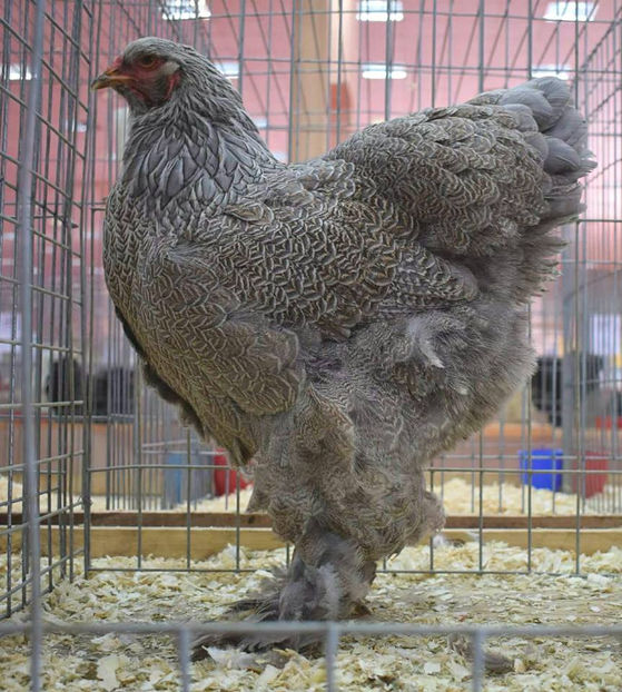  - C andidate pentru reproductie in 2018