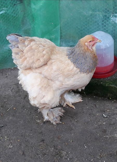  - C andidate pentru reproductie in 2018