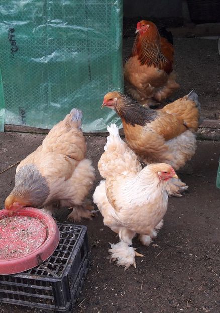  - C andidate pentru reproductie in 2018