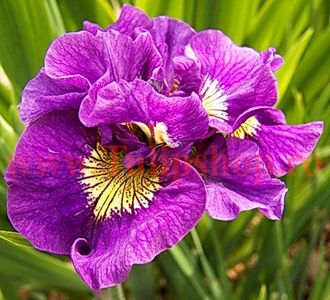 Bulbi Iris Double Standard (Stanjenel) - Bulbi Flori Primavara 2018