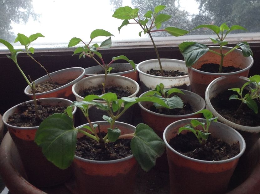  - Tăiere de igienizare fucsia