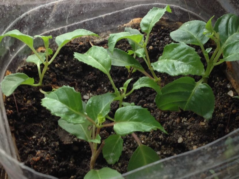  - Tăiere de igienizare fucsia