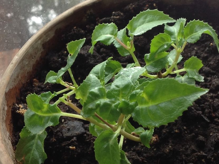 Grande Lorraine - Tăiere de igienizare fucsia