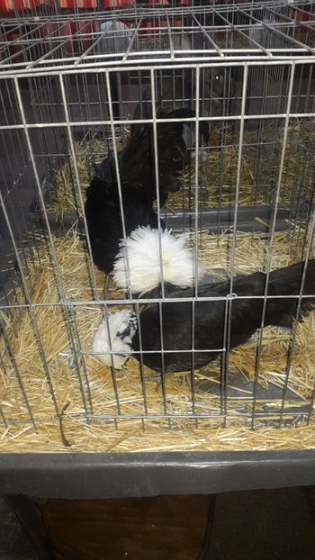  - Expo Mehedinți 2018