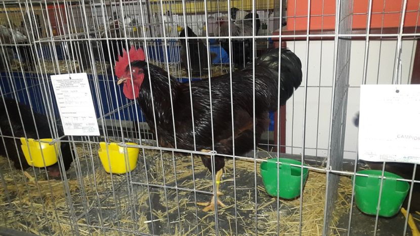  - Expo Mehedinți 2018