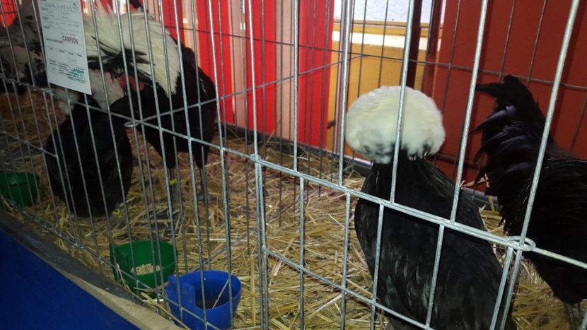  - Expo Mehedinți 2018