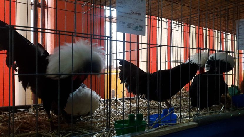  - Expo Mehedinți 2018