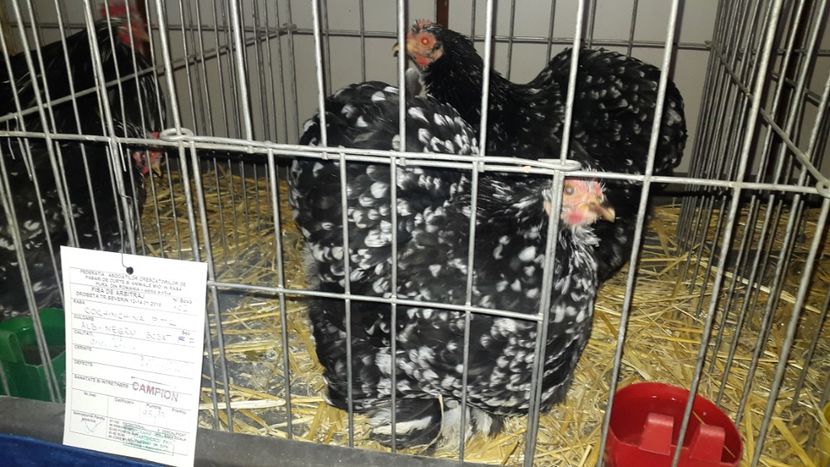  - Expo Mehedinți 2018