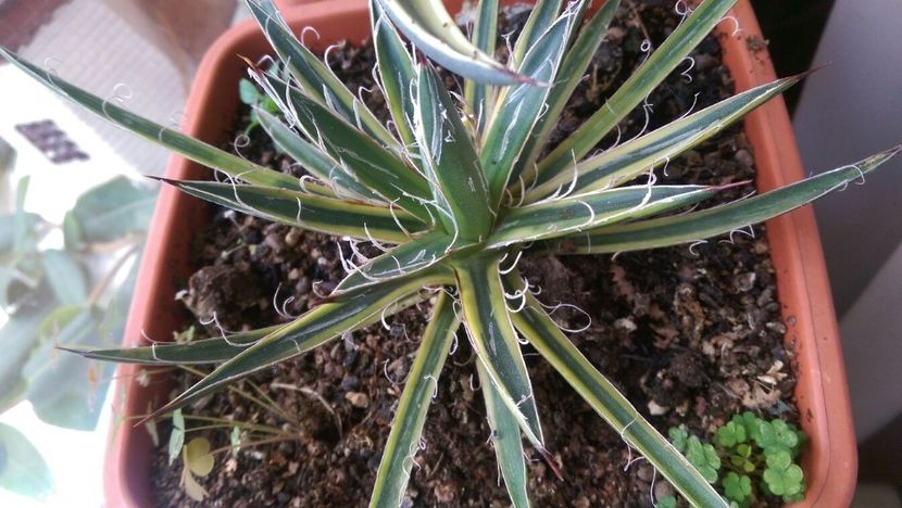 agave leopoldii marginata - Agave 2018